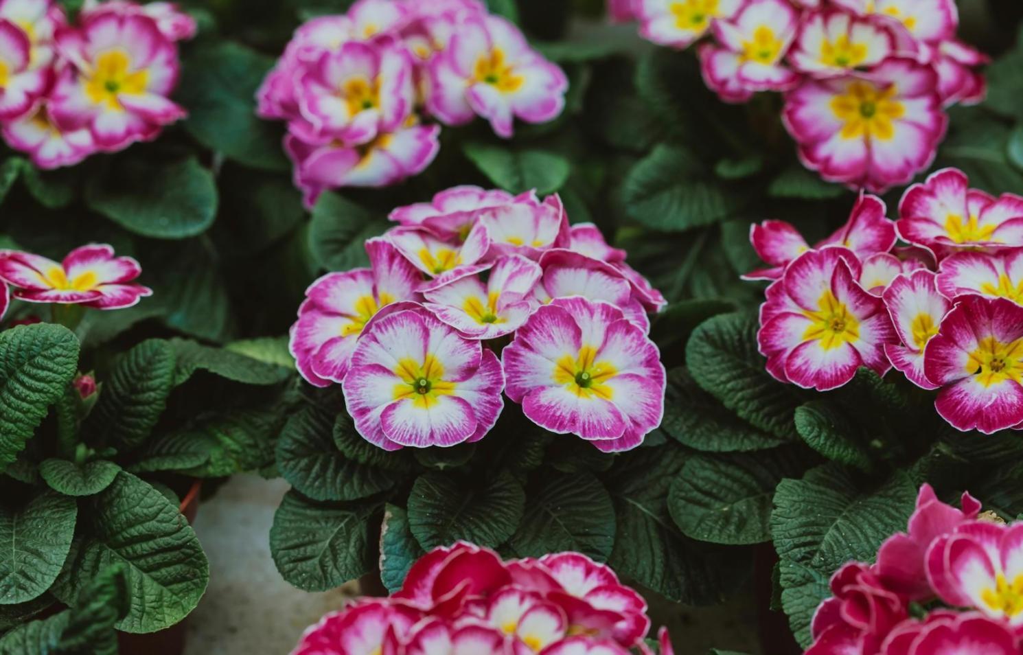 Rangkaian bunga korporat eksklusif TechOrbitX